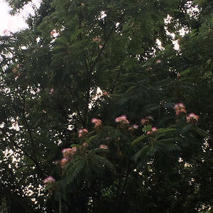 Meet your Posher, Litzy